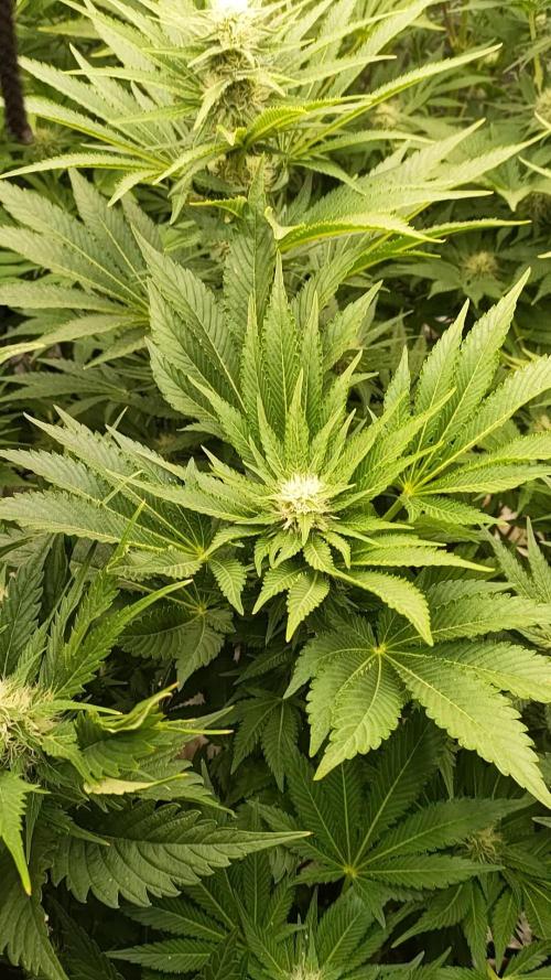 Grease Monkey & XpertNutrients