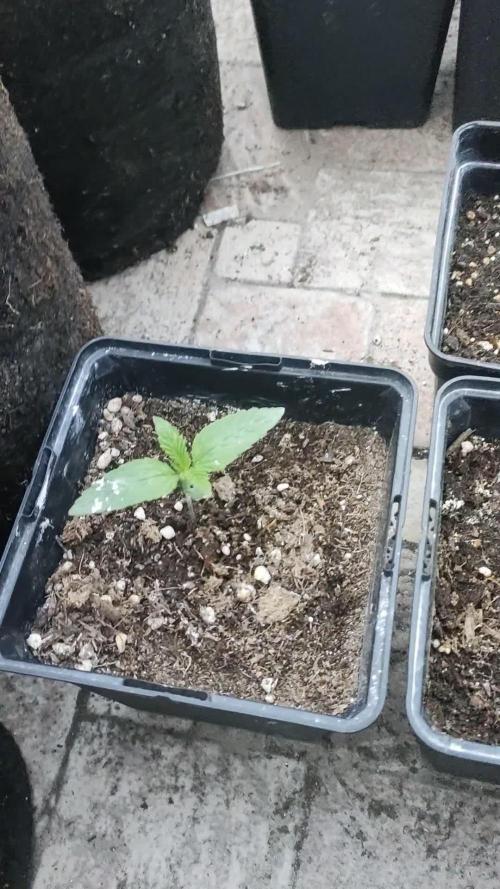 FastBuds Outdoor Competitiom