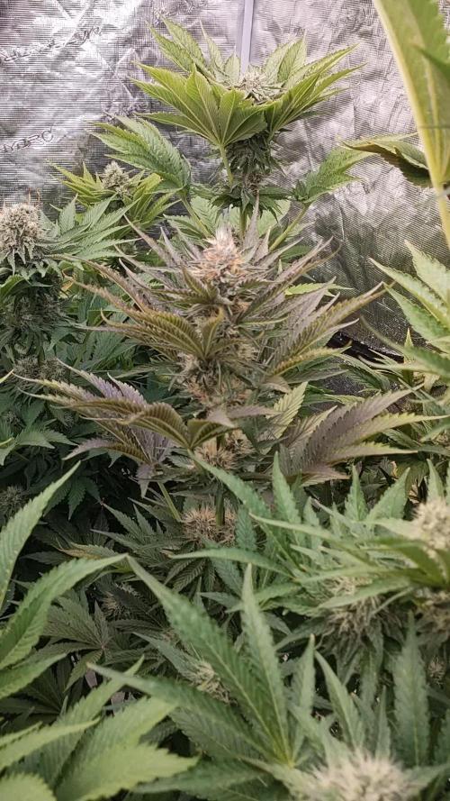 Alien Moonrocks + Adlite55