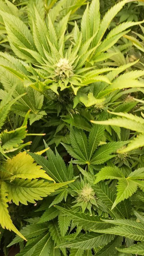 Grease Monkey & XpertNutrients