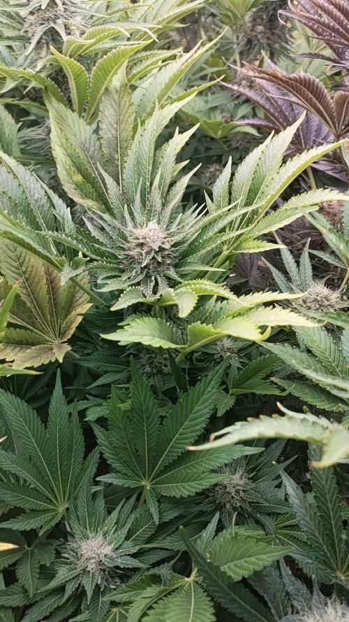 Grease Monkey & XpertNutrients