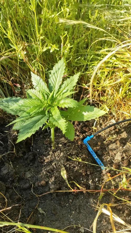 FastBuds Outdoor Competitiom