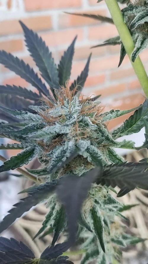 Alien Moonrocks + Adlite55
