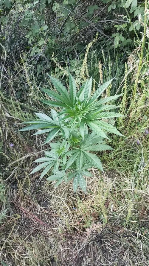 FastBuds Outdoor Competitiom