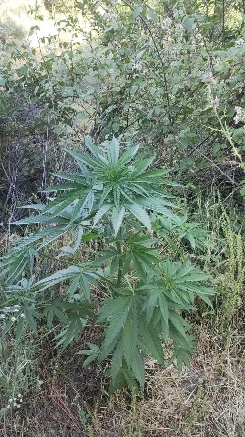 FastBuds Outdoor Competitiom