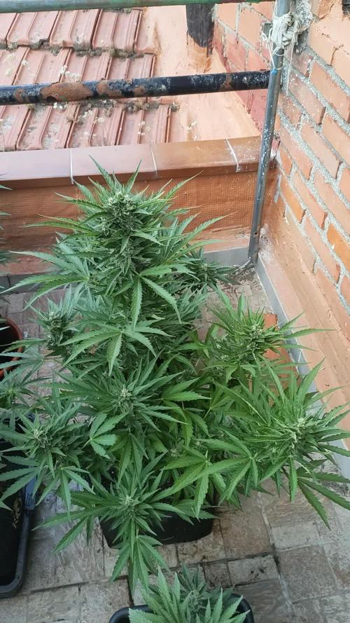 Permanent Jealousy XXL Auto