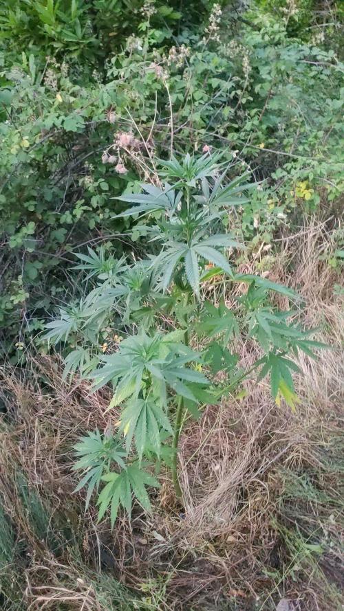 FastBuds Outdoor Competitiom