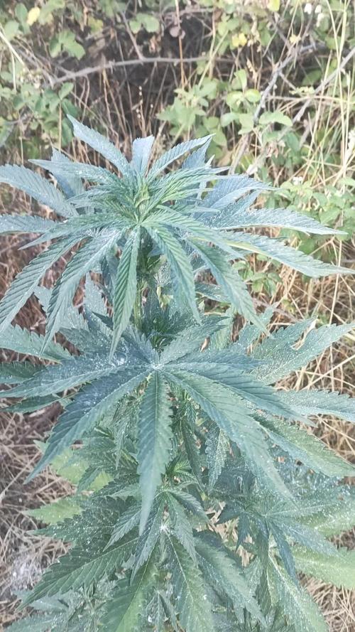 Fast Flowering Version A exterior ☀️