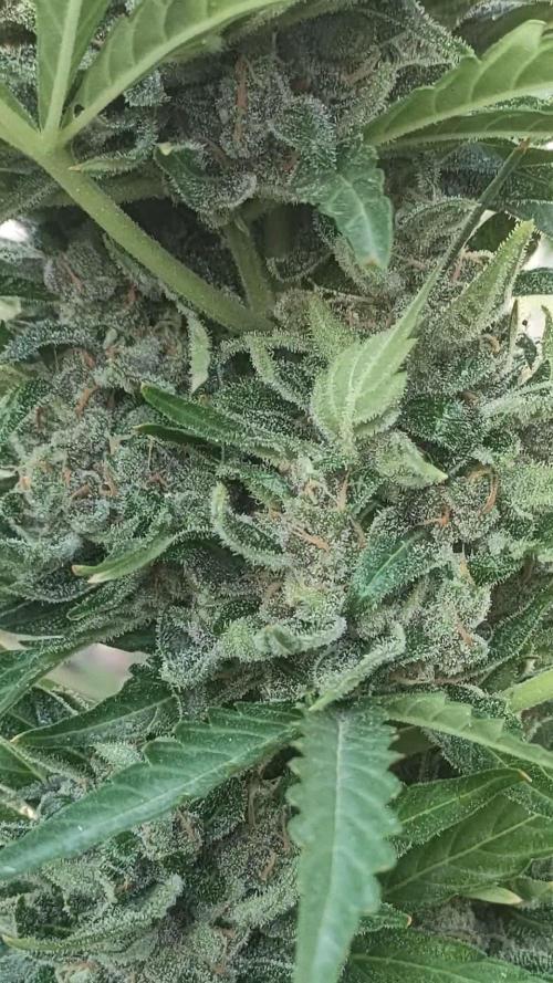 Permanent Jealousy XXL Auto