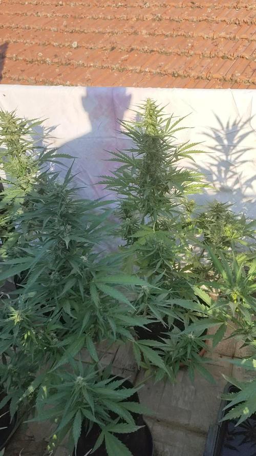 Dutch Passion Growing 2025 Competition