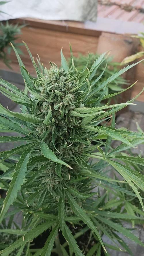 Outdoor Competition Divine Seeds 2025