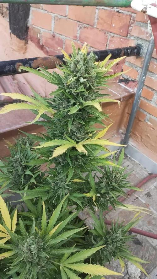 Permanent Jealousy XXL Auto