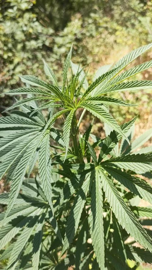FastBuds Outdoor Competitiom