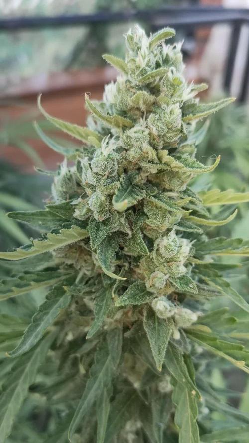 Mimosa Auto RQSCREW