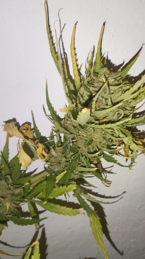 Outdoor Competition Divine Seeds 2025