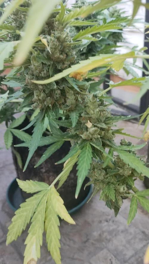 Mimosa Auto RQSCREW