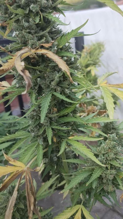 Mimosa Auto RQSCREW