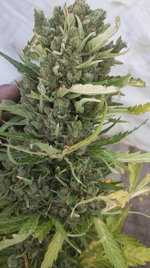 Dutch Passion Growing 2025 Competition