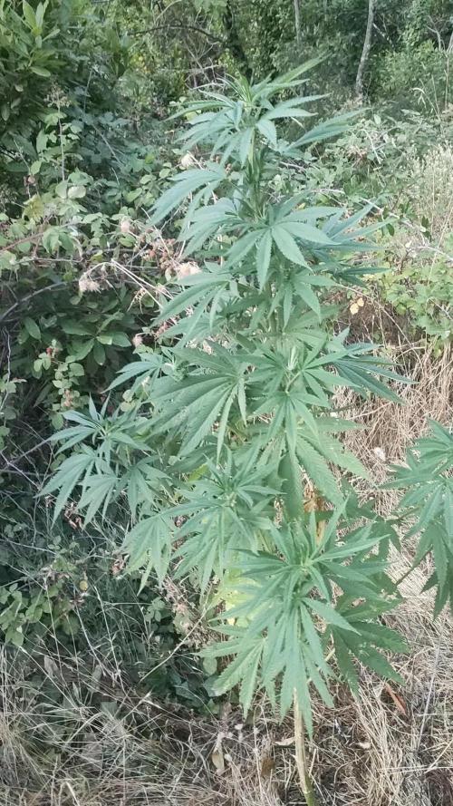 FastBuds Outdoor Competitiom
