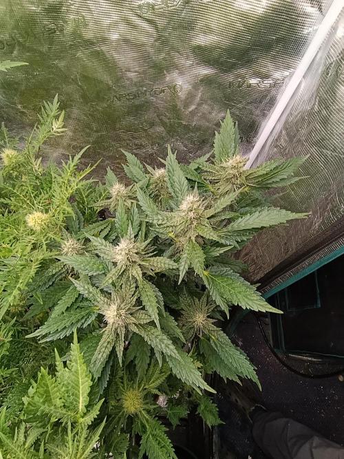 Sticky Queen Flower. Week 9