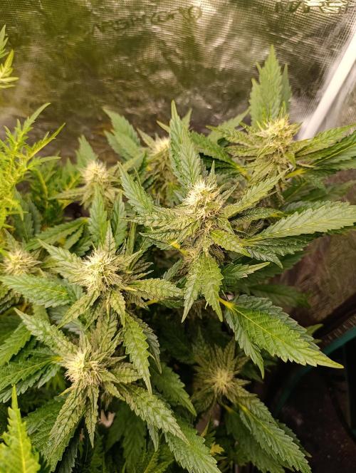 Sticky Queen Flower. Week 9