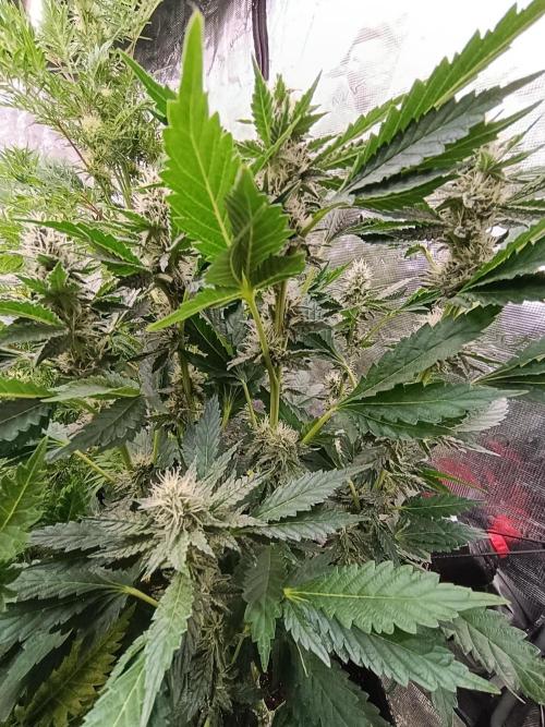 Sticky Queen Flower. Week 9