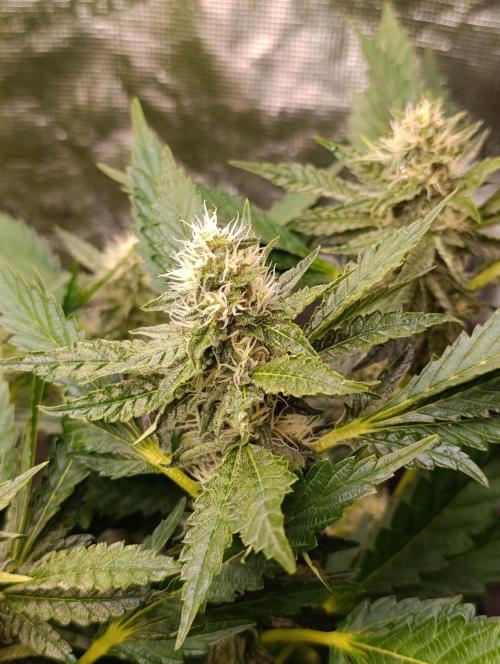 Sticky Queen Flower. Week 9