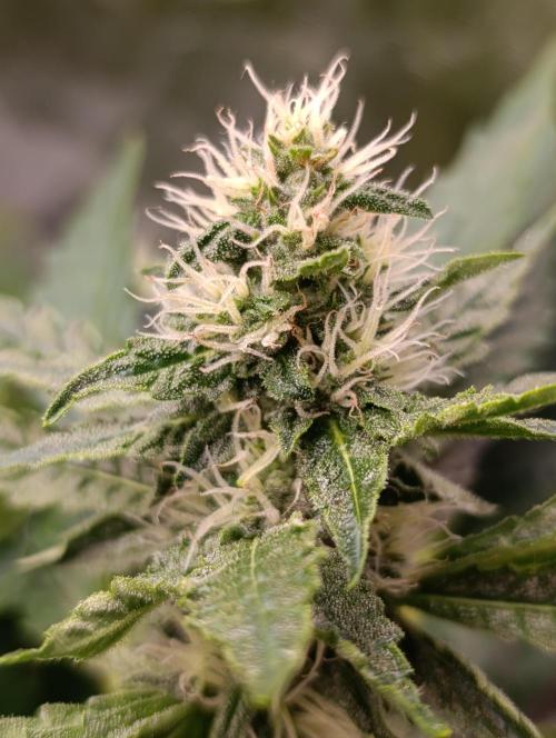 Sticky Queen Flower. Week 9