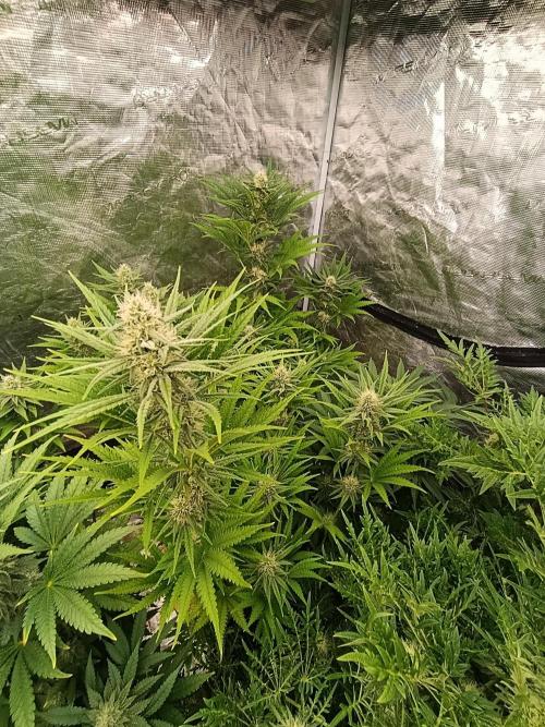 A5 Chaze x Marshydro. Week 9