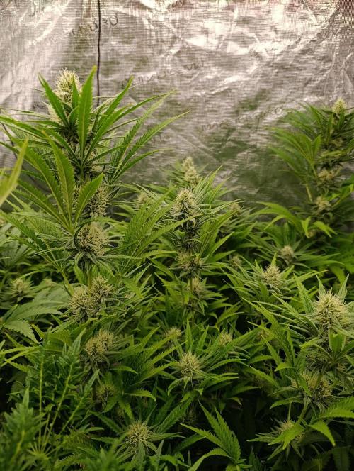 A5 Chaze x Marshydro. Week 9