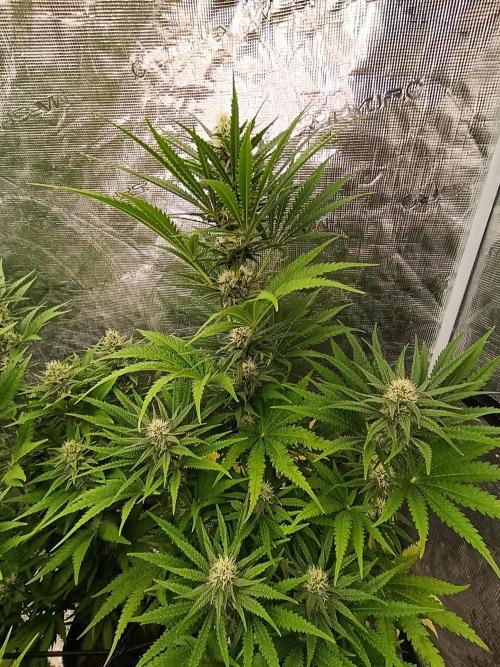 A5 Chaze x Marshydro. Week 9