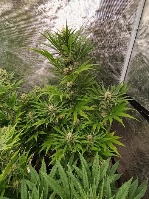 A5 Chaze x Marshydro. Week 9