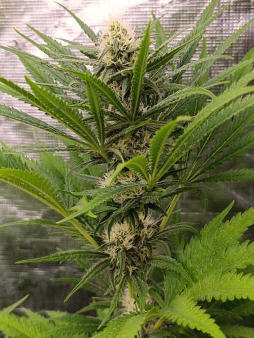 A5 Chaze x Marshydro. Week 9