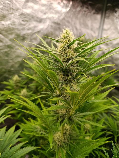 A5 Chaze x Marshydro. Week 9