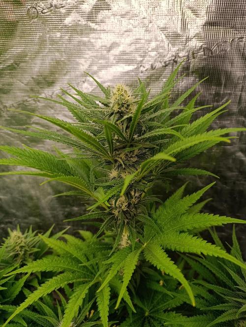 A5 Chaze x Marshydro. Week 9