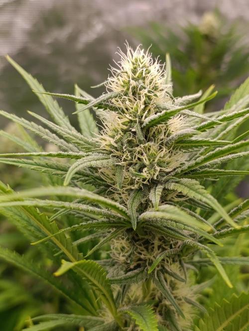 A5 Chaze x Marshydro. Week 9