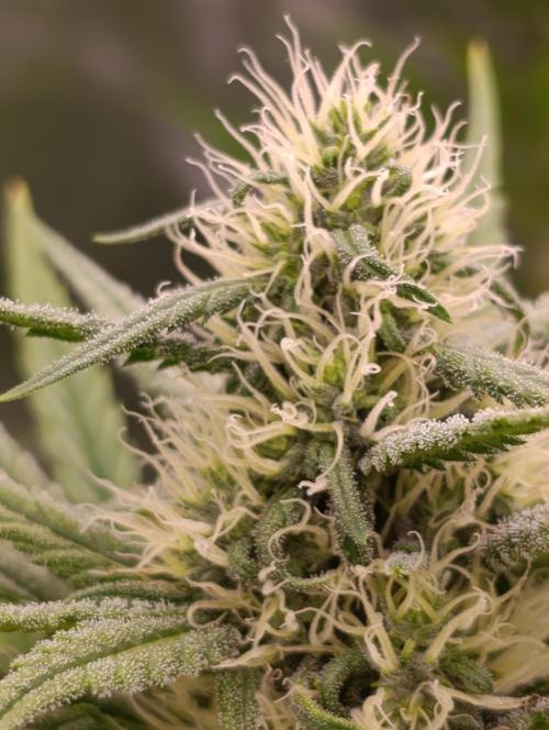 A5 Chaze x Marshydro. Week 9