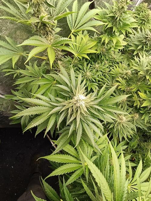 Lemon Cherry Runtz FC6500. Week 8