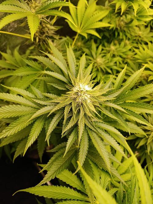 Lemon Cherry Runtz FC6500. Week 8