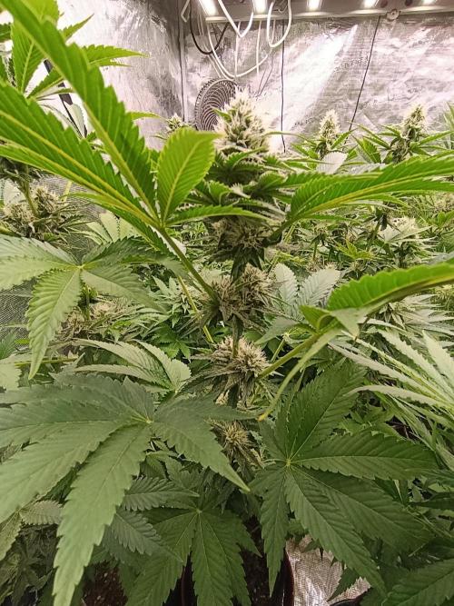 Lemon Cherry Runtz FC6500. Week 8