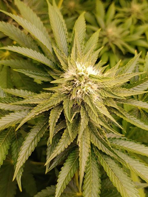 Lemon Cherry Runtz FC6500. Week 8