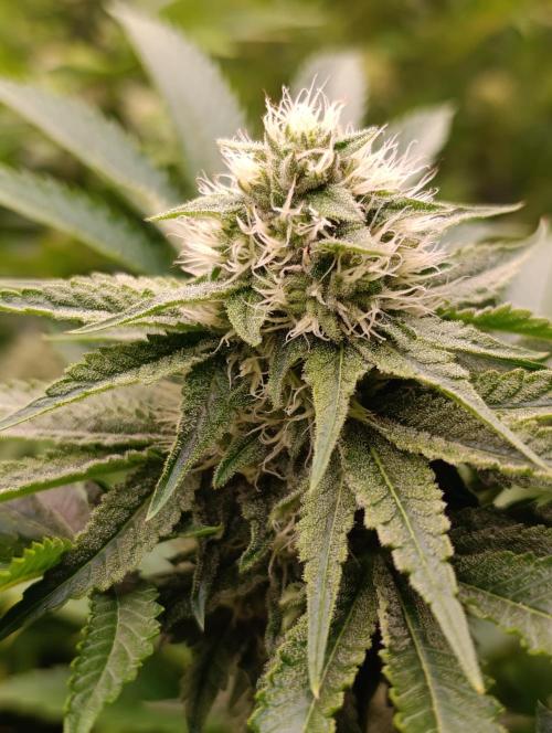 Lemon Cherry Runtz FC6500. Week 8