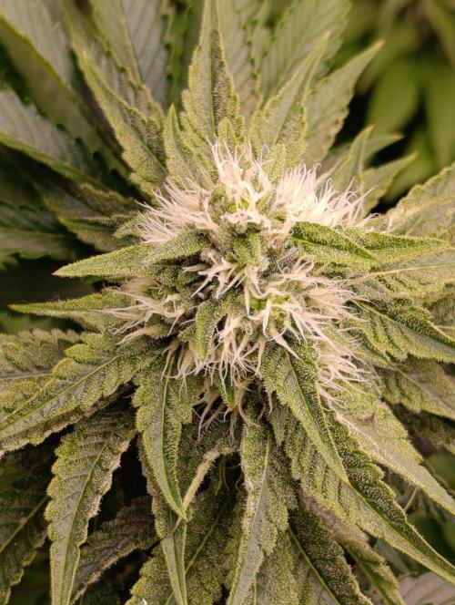 Lemon Cherry Runtz FC6500. Week 8