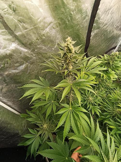 Papayton Xpertnutrients. Week 8