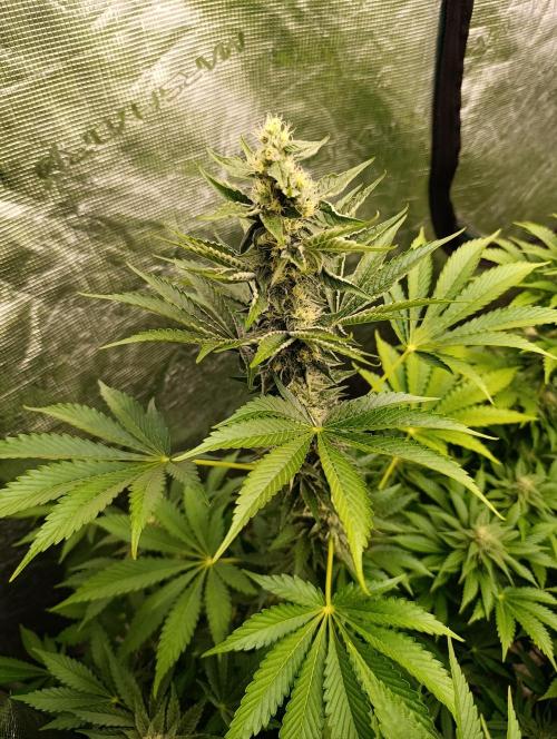 Papayton Xpertnutrients. Week 8