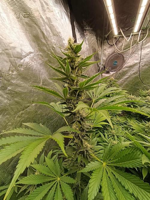 Papayton Xpertnutrients. Week 8