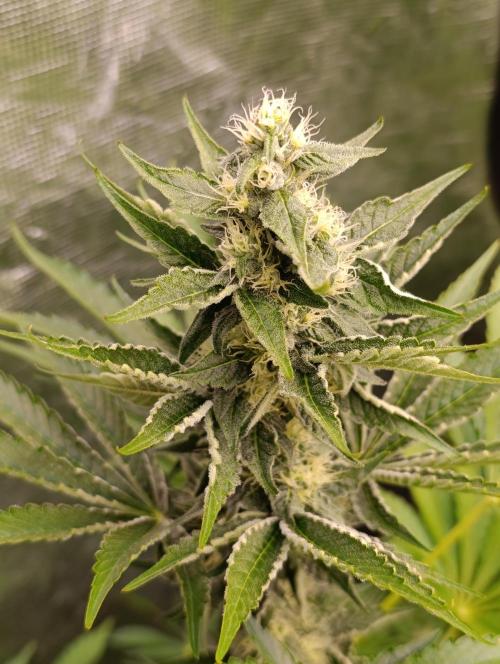 Papayton Xpertnutrients. Week 8