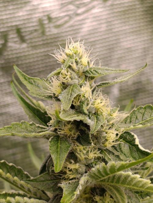 Papayton Xpertnutrients. Week 8