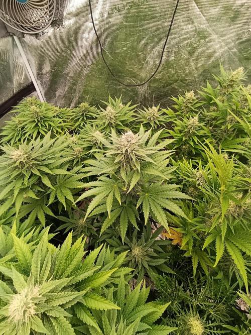 Biscotti Gelato Marshydro. Week 9