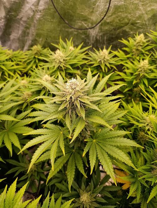 Biscotti Gelato Marshydro. Week 9